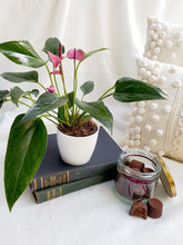 anturio-planta-de-interior-ideas-de-regalo-para-mujer-planta-del-amor-habibi-plantitas.jpg